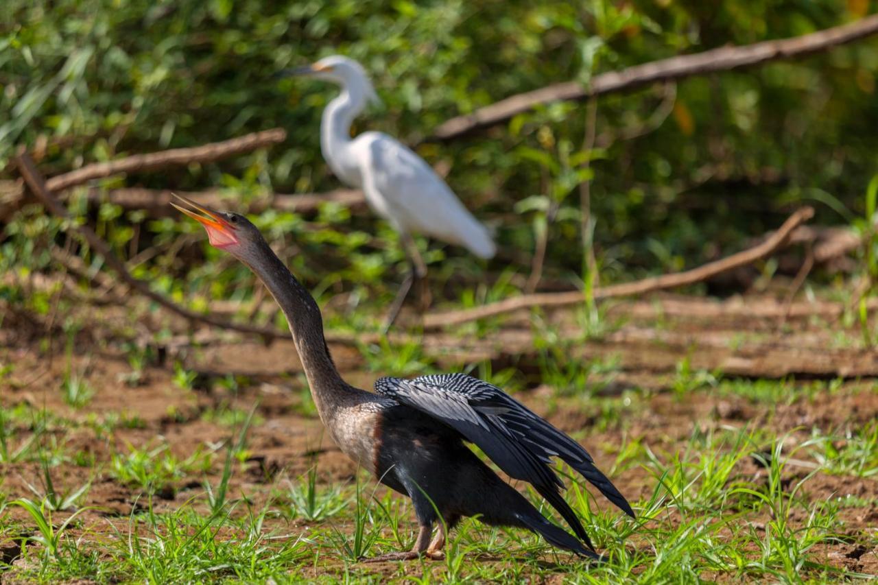 Natural Lodge Cano Negro ภายนอก รูปภาพ